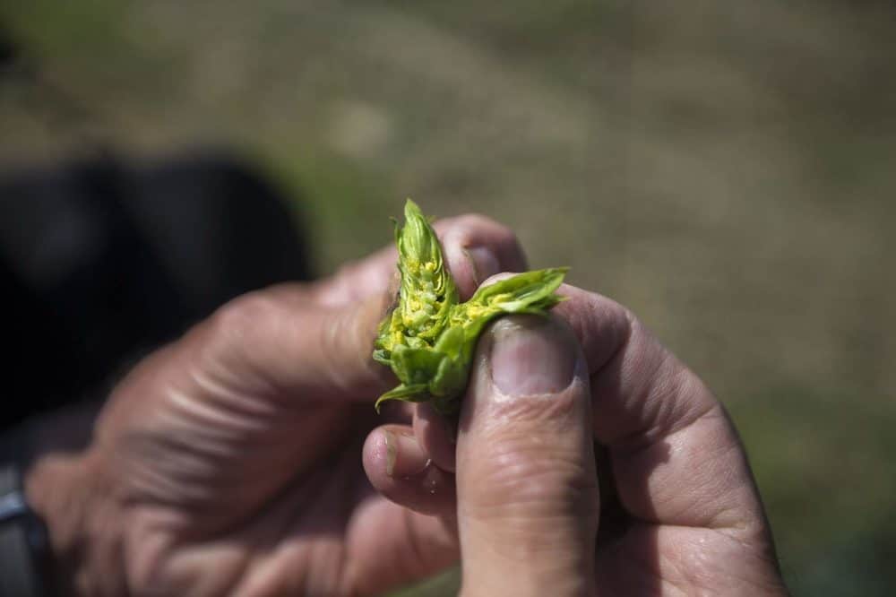 From Cone to Glass: Massachusetts Farmers Revive Historic Hops Crops for Local Craft Beer