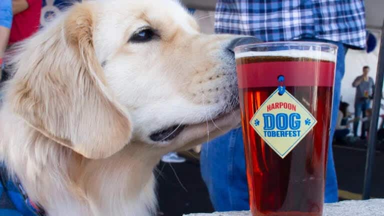 Harpoon Dogtoberfest